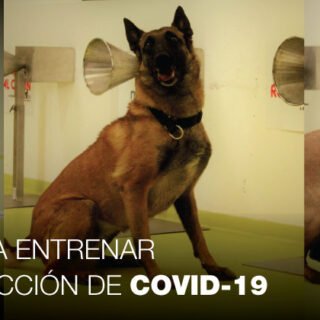 Perros detectores de coronavirus