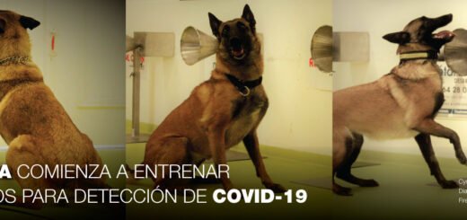 Perros detectores de coronavirus