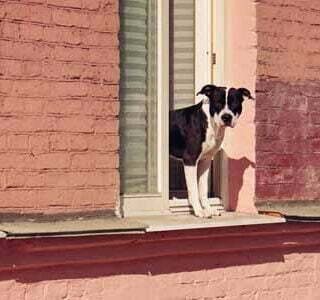 Perro asomándose por una ventana