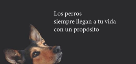 Tapa del libro El Mejor Entrenador