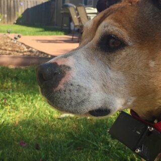 Perro con collar eléctrico