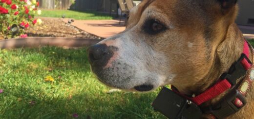 Perro con collar eléctrico