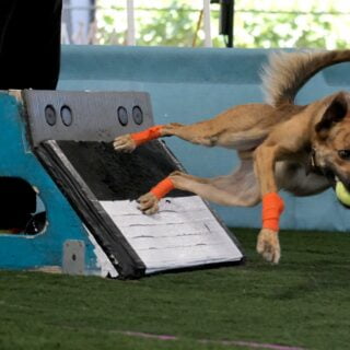 Flyball