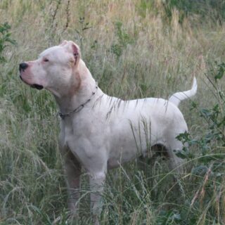 Dogo argentino
