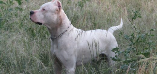Dogo argentino