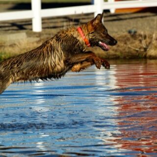 Perro con alto drive
