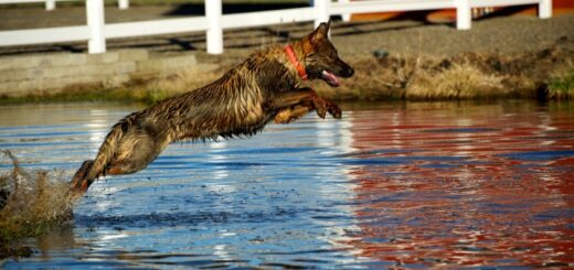 Perro con alto drive