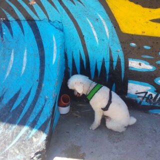 Astro realizando trabajos de olfato (2017)