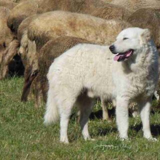 Maremmano de Abruzzo