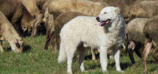 Maremmano de Abruzzo