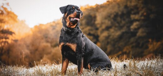 Rottweiler
