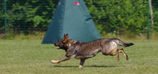 Schutzhund