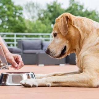 Perro listo para comer