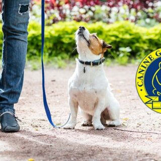Buen Ciudadano Canino