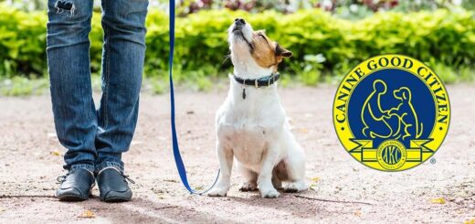 Buen Ciudadano Canino