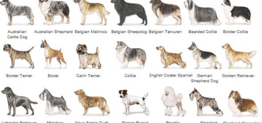 Algunas razas caninas